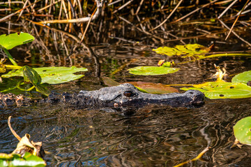 Alligator in the Everglades