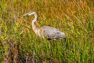 great blue heron