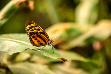 butterfly on leaf