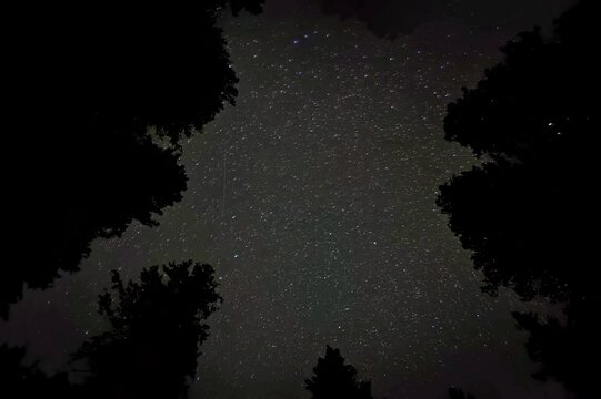 time lapse in the forest under the stars