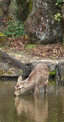Closeup of wild deer in Nara Japan drinking from a stream