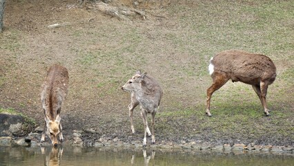 Closeup of wild deer in Nara Japan drinking from a stream
