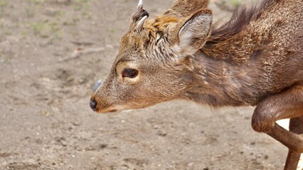Closeup of wild deer in Nara Japan