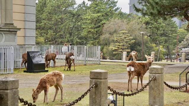 wild deer roaming at a public park in Nara Japan