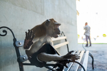 Trapped Primate Hand Behind Glass