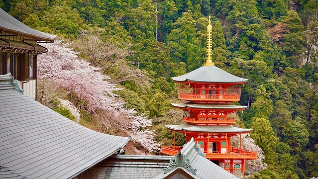 Amazing Red pagoda and waterfall in Japan during cherry blossom season, Kumano Nachi Taisha Shrine and Nachi Falls