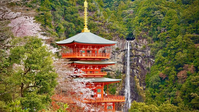Amazing Red pagoda and waterfall in Japan during cherry blossom season, Kumano Nachi Taisha Shrine and Nachi Falls