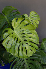 Very large mature Monstera deliciosa, the Swiss cheese plant, growing in a pot