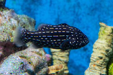 Whitespotted Grouper swimming in the aquarium