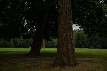 Big trunk trees in the park in sunny summer day