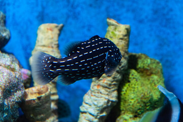 Whitespotted Grouper swimming in the aquarium