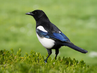 Eurasian Magpie / Pica pica portrait with smooth green bokeh background.