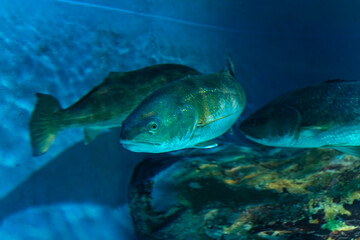 Drumfish swimming in the aquarium