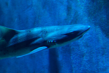 Fototapeta premium view of a shark swimming in the aquarium