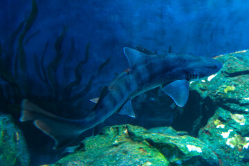 view of a shark swimming in the aquarium