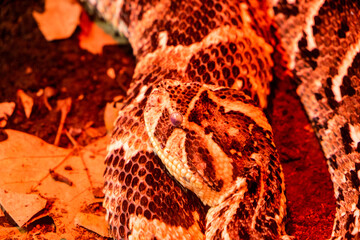 Macro close-up of a brightly colored snake's scales