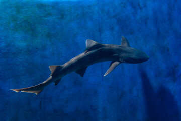 Fototapeta premium view of a shark swimming in the aquarium