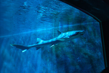 Fototapeta premium view of a shark swimming in the aquarium