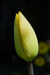 Tulipan