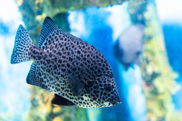 Fototapeta premium Spotted Scat swimming in the aquarium