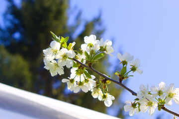 Cherry's blossom