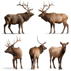 Majestic North American elk collection showing five different poses of bull and cow elk with impressive antlers against white background for wildlife conservation or hunting education