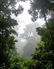 Obraz premium Lush Green Rainforest Canopy with Dense Foliage in Tropical Climate on Cloudy Day