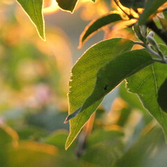 Sunset leaves 