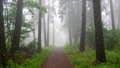 Fototapeta premium Misty Forest Path Through Tall Trees with Lush Green Ground Cover and Fog