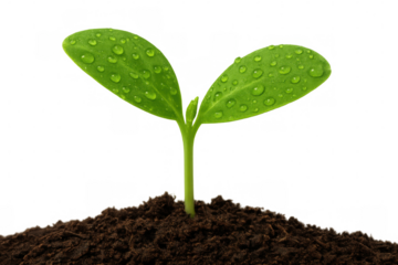 Seedling emerging from dark earth, glistening water droplets covering delicate green foliage