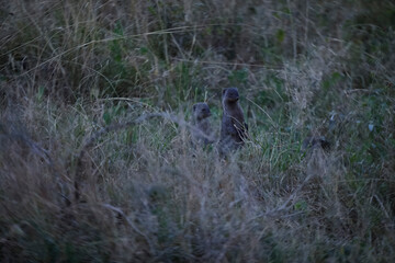 Tanzania is home to several mongoose species, including the common dwarf mongoose, banded mongoose, and Jackson's mongoose.