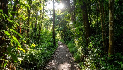 Sunlight Shines Through Verdant Forest Canopy Illuminating Forest Path