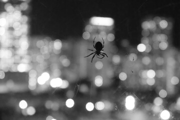 Spider on the Skyline