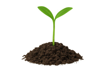 Small plant with two green leaves growing from a pile of dark dirt, isolated on transparent background