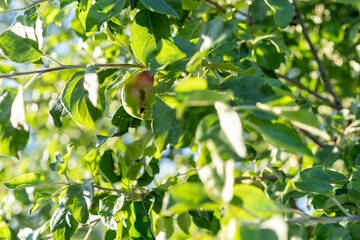 A single apple on a leafy branch displays a blend of green and red hues, signaling ripening.