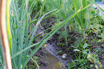 A row of green onions grows in moist soil, partially submerged in a rain-filled furrow.