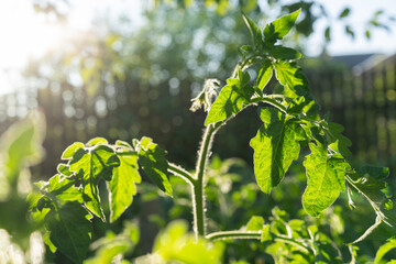 Sunlight streams through the translucent leaves of a tomato plant, revealing delicate vein structures.