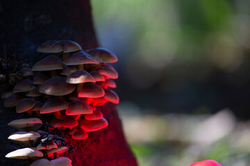 HONGOS DEL BOSQUE