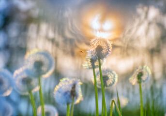  field of dandelions at dawn with sunlight glinting 