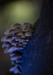 HONGOS DEL BOSQUE