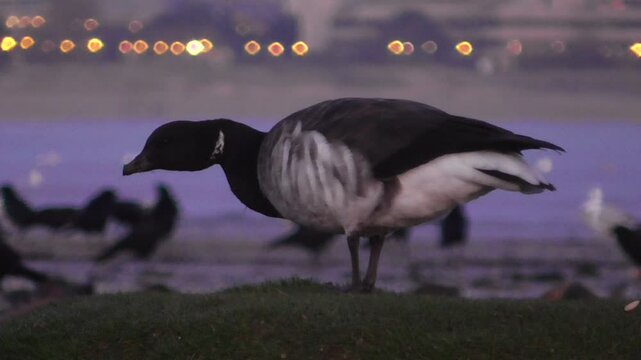 Brent Goose (Branta bernicla) Feeding on a Moss-covered Rock on Swansea Beach at Dusk - Wales, U.K.