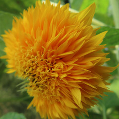 日本で夏にヒマワリが黄色い花を咲かせています