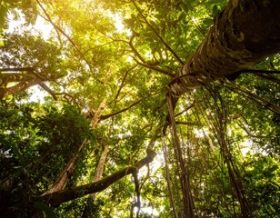 Sunlit Canopy of Tall Trees with Green Foliage in a Tropical Forest View Up