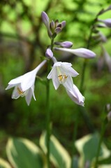Obraz premium Hosta (Plantain lily) flowers. Asparagaceae perennial plants. The leaves have veins and white or pale purple flowers bloom in summer. Young leaves and flowers are edible.