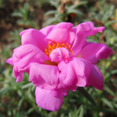 日本で夏にマツバボタンがカラフルな花を咲かせています