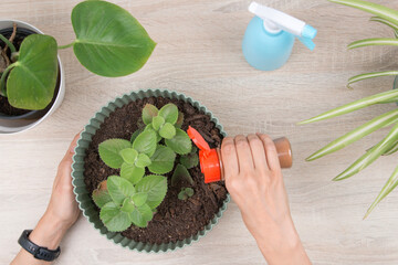 Woman sprinkling cinnamon into potted plant soil for natural pest control. Eco-friendly home...