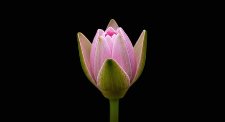 Pink Lotus Flower Blooming on Black Background with Green Stem
