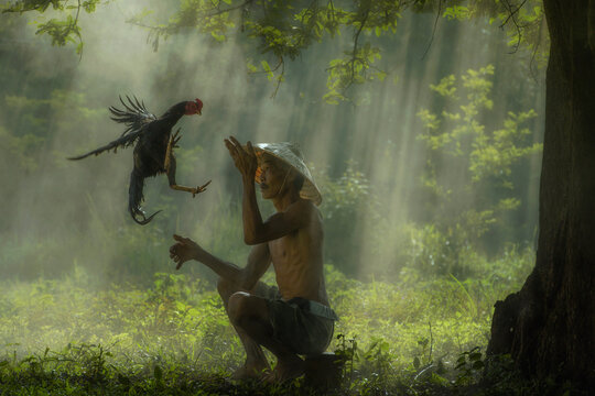 Cock fighting trainer sitting in a forest training his rooster, Sakon, Nakhon, Northeast Thailand, Thailand