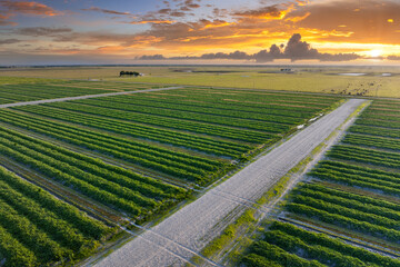 Green farmland landscape in summer season with growing crops. Agricultural cultivated field....