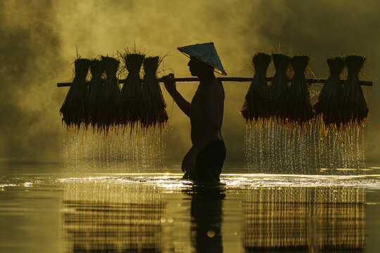 Silhouette of a Farmer walking through a river carrying dripping rice plants on a stick, Thailand
